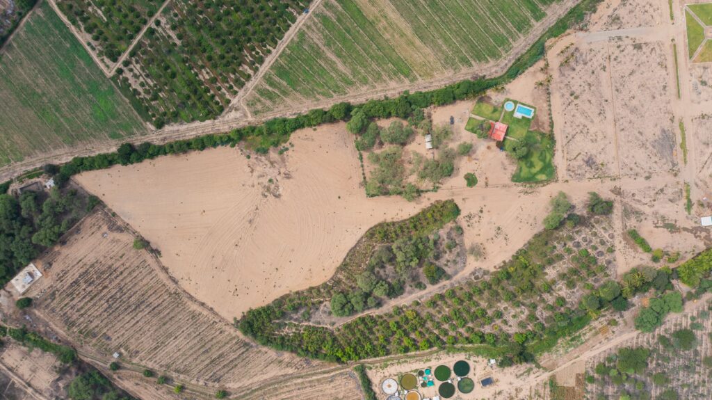 Las Palmeras de Motupe