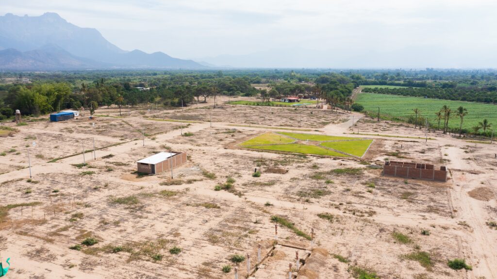 Las Palmeras de Motupe